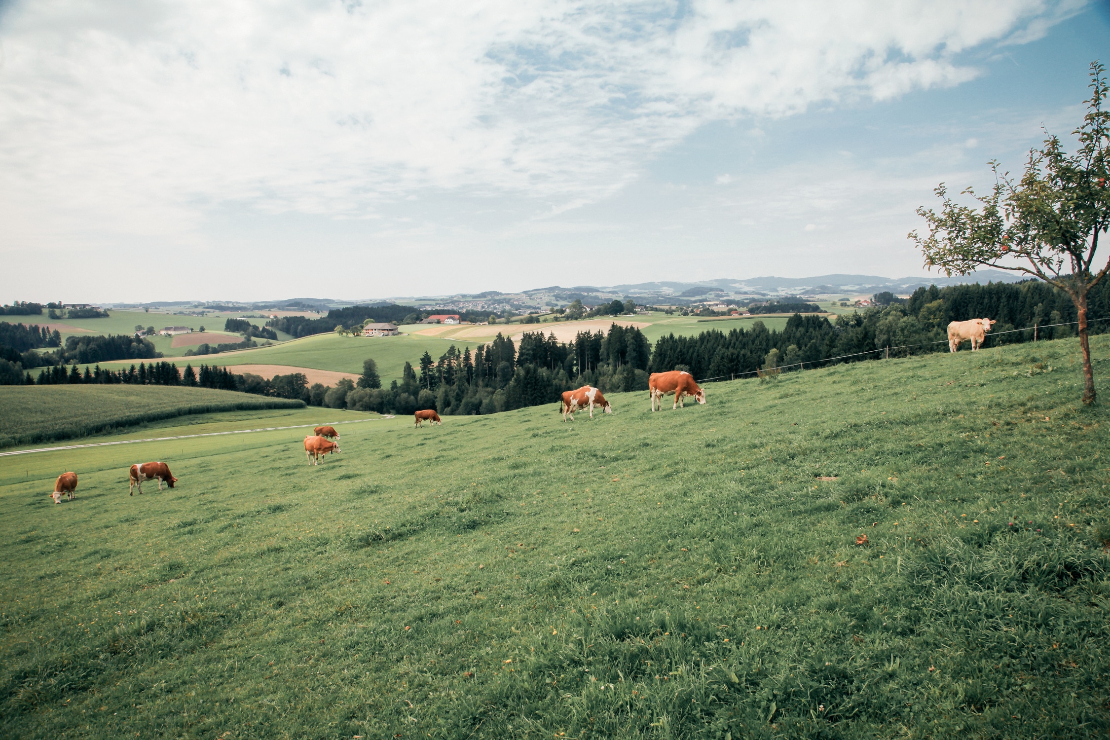 Schinko – Gehäusebauer aus dem Mühlviertel